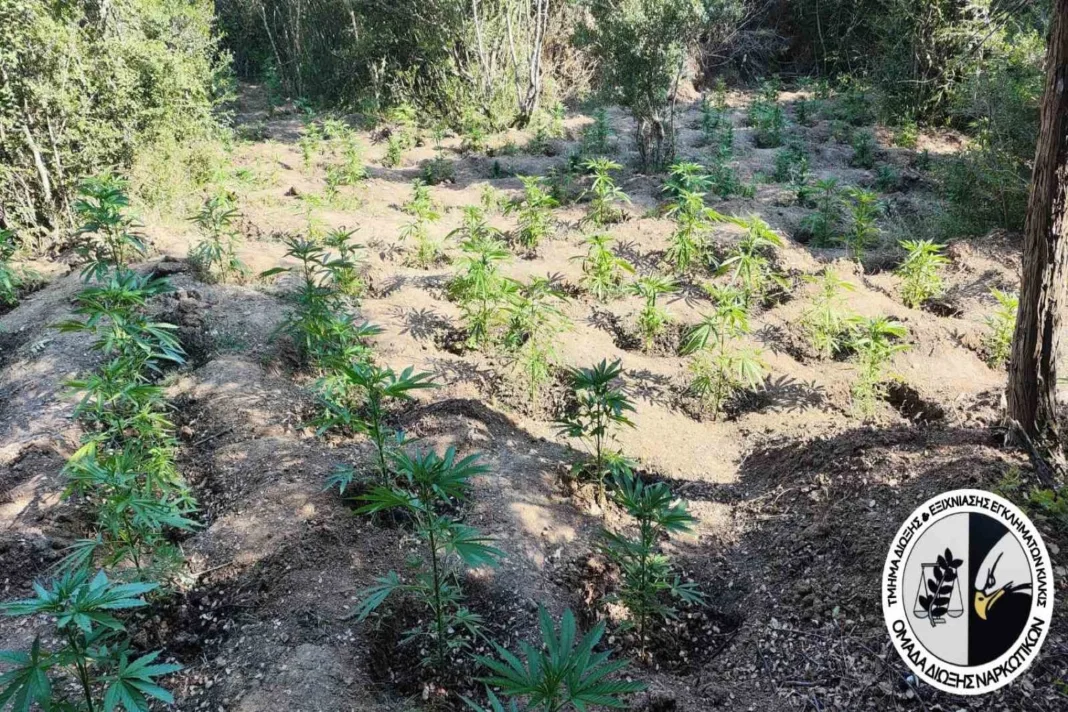 Φυτεία με 453 δενδρύλλια κάνναβης εντοπίστηκε σε δασώδη περιοχή της Θεσσαλονίκης (βίντεο)
